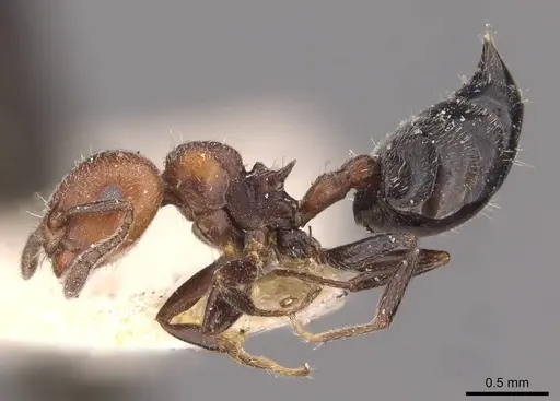 Crematogaster goeldii specimen CASENT0908417 image casent0908417_3