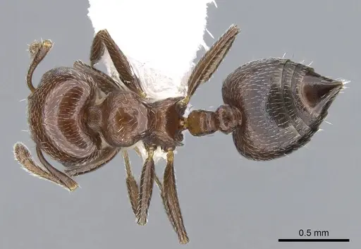 Crematogaster goeldii specimen CASENT0914568 image casent0914568_1
