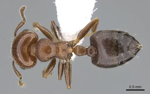 Crematogaster goeldii specimen CASENT0914636 image casent0914636_1
