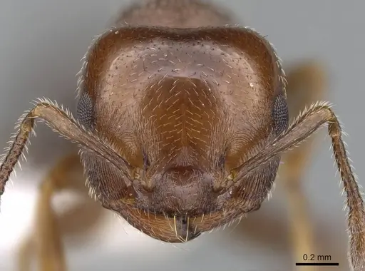 Crematogaster goeldii specimen CASENT0914636 image casent0914636_2