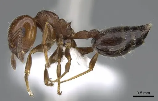 Crematogaster goeldii specimen CASENT0914636 image casent0914636_3