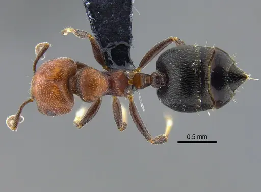 Crematogaster goeldii specimen CBUMAGENT41930 image cbumagent41930_1