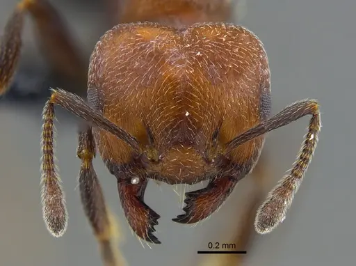Crematogaster goeldii specimen CBUMAGENT41930 image cbumagent41930_2