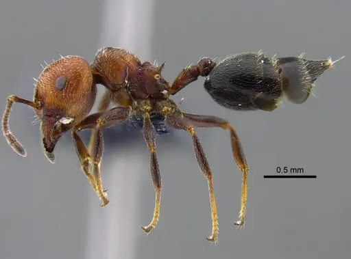 Crematogaster goeldii specimen CBUMAGENT41930 image cbumagent41930_3
