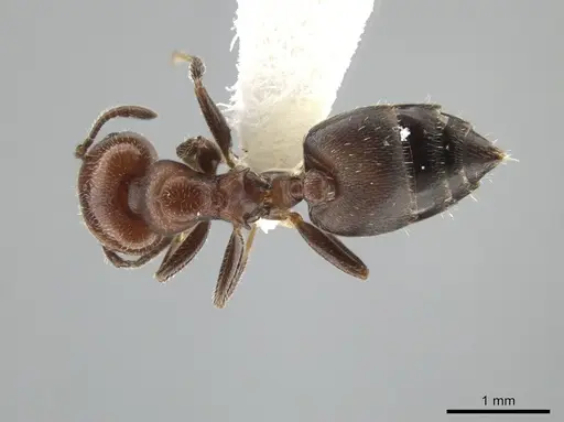 Crematogaster goeldii specimen JTLC000001447 image jtlc000001447_1
