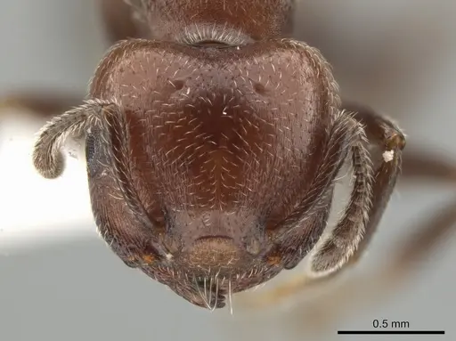Crematogaster goeldii specimen JTLC000001447 image jtlc000001447_2