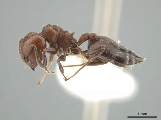 Crematogaster goeldii specimen JTLC000001447 image jtlc000001447_3