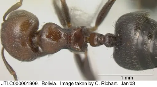 Crematogaster goeldii specimen JTLC000001909 image jtlc000001909_1