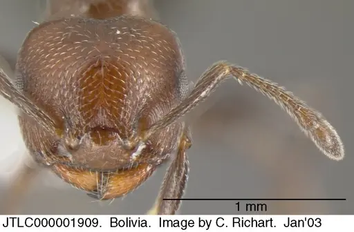 Crematogaster goeldii specimen JTLC000001909 image jtlc000001909_2
