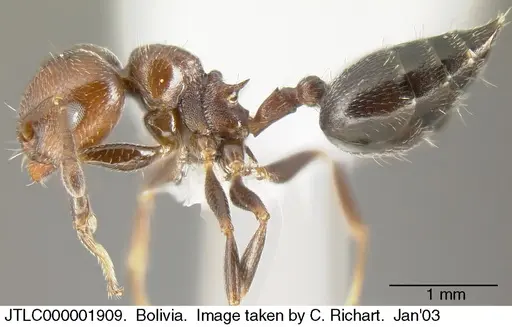 Crematogaster goeldii specimen JTLC000001909 image jtlc000001909_3