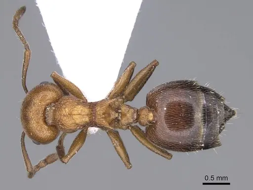 Crematogaster gordani specimen CASENT0914235 image casent0914235_1