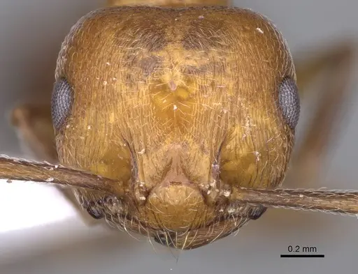 Crematogaster gordani specimen CASENT0914235 image casent0914235_2