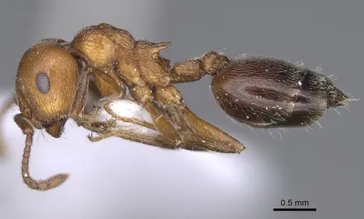 Crematogaster gordani specimen CASENT0914235 image casent0914235_3