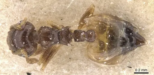 Crematogaster gratiosa specimen CASENT0912769 image casent0912769_1
