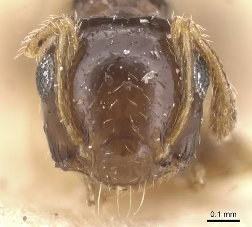 Crematogaster gratiosa specimen CASENT0912769 image casent0912769_2