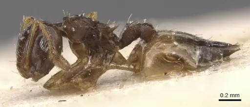 Crematogaster gratiosa specimen CASENT0912769 image casent0912769_3