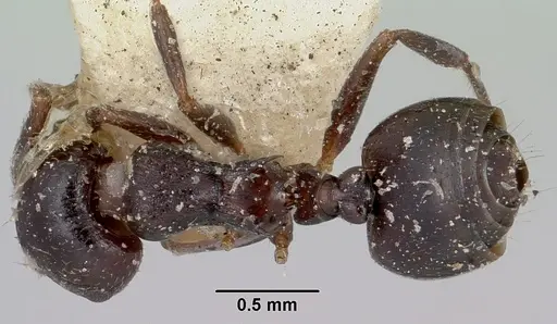 Crematogaster grevei specimen CASENT0101558 image casent0101558_1