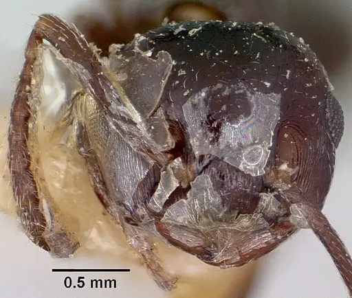 Crematogaster grevei specimen CASENT0101558 image casent0101558_2
