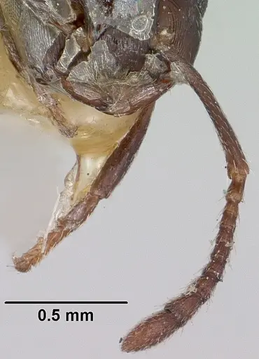 Crematogaster grevei specimen CASENT0101558 image casent0101558_3