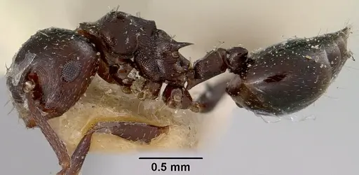 Crematogaster grevei specimen CASENT0101558 image casent0101558_4