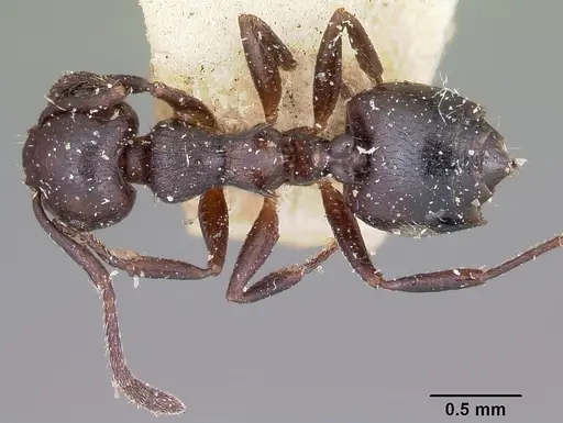 Crematogaster grevei specimen CASENT0101572 image casent0101572_1