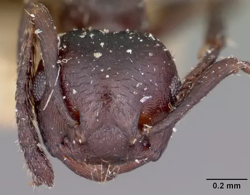 Crematogaster grevei specimen CASENT0101572 image casent0101572_2