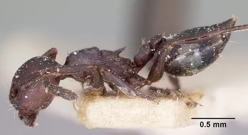 Crematogaster grevei specimen CASENT0101572 image casent0101572_3