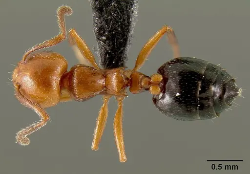 Crematogaster grevei specimen CASENT0449661 image casent0449661_1