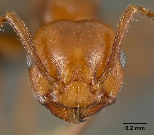 Crematogaster grevei specimen CASENT0449661 image casent0449661_2