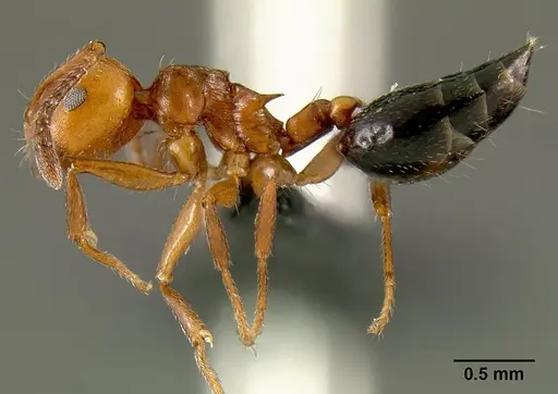 Crematogaster grevei specimen CASENT0449661 image casent0449661_3
