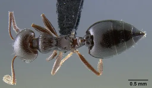 Crematogaster grevei specimen CASENT0454184 image casent0454184_1