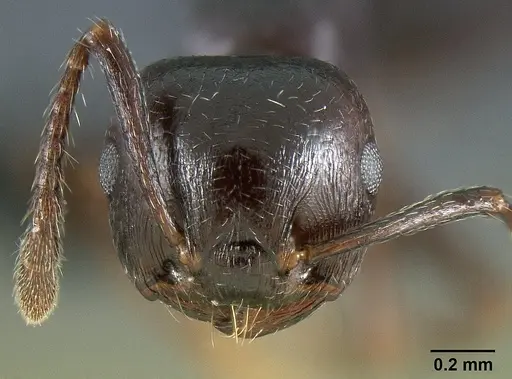 Crematogaster grevei specimen CASENT0454184 image casent0454184_2