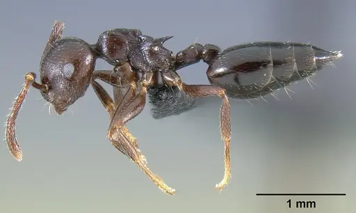 Crematogaster grevei specimen CASENT0454184 image casent0454184_3