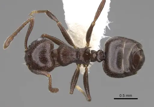 Crematogaster grevei specimen CASENT0922639 image casent0922639_1
