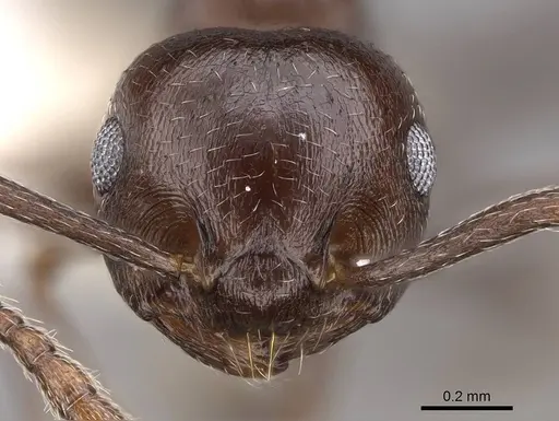 Crematogaster grevei specimen CASENT0922639 image casent0922639_2