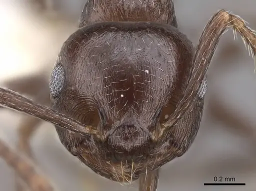 Crematogaster grevei specimen CASENT0922639 image casent0922639_3