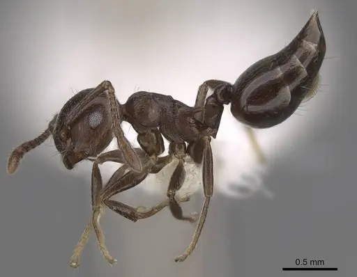 Crematogaster grevei specimen CASENT0922639 image casent0922639_4