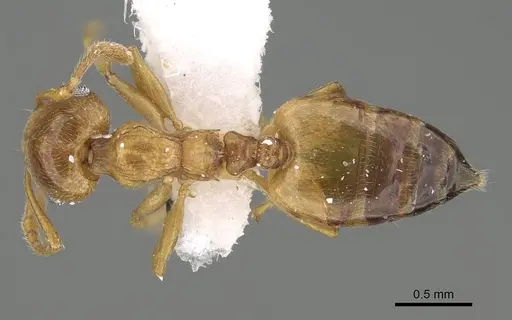Crematogaster gryllsi specimen CASENT0919794 image casent0919794_1