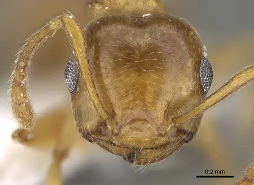 Crematogaster gryllsi specimen CASENT0919794 image casent0919794_2