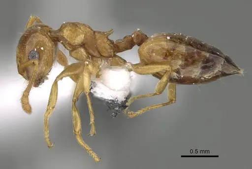 Crematogaster gryllsi specimen CASENT0919794 image casent0919794_3