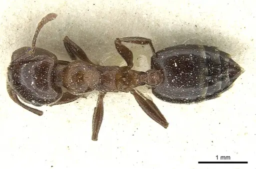 Crematogaster gutenbergi specimen CASENT0912679 image casent0912679_1