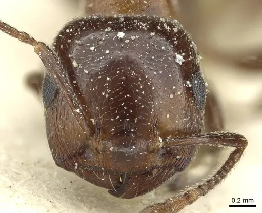 Crematogaster gutenbergi specimen CASENT0912679 image casent0912679_2