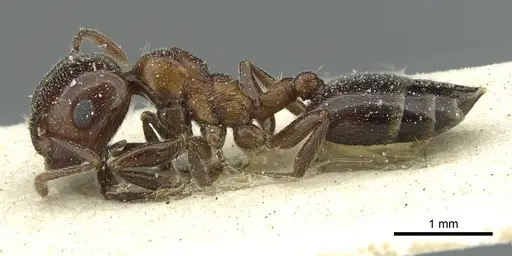 Crematogaster gutenbergi specimen CASENT0912679 image casent0912679_3