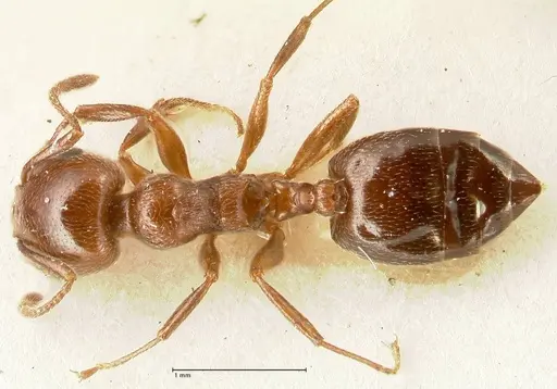 Crematogaster gutenbergi specimen FOCOL1460 image focol1460_1