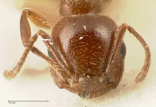 Crematogaster gutenbergi specimen FOCOL1460 image focol1460_2