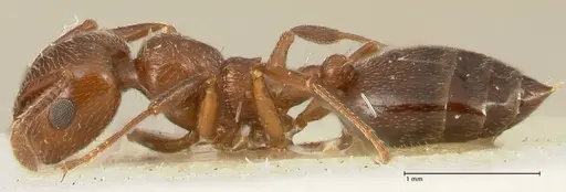 Crematogaster gutenbergi specimen FOCOL1460 image focol1460_3