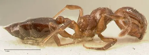 Crematogaster gutenbergi specimen FOCOL1460 image focol1460_4