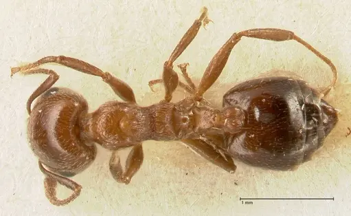 Crematogaster gutenbergi specimen FOCOL1461 image focol1461_1