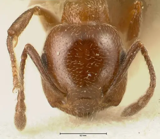 Crematogaster gutenbergi specimen FOCOL1461 image focol1461_2