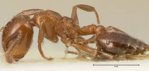 Crematogaster gutenbergi specimen FOCOL1461 image focol1461_3